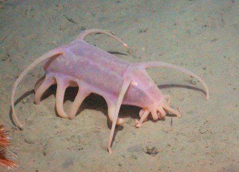 Baby Armadillo, Sea Pig, Deep Sea Life, Sea Cucumber, Deep Sea Creatures, Sea Slug, Underwater Creatures, Underwater Life, Water Life