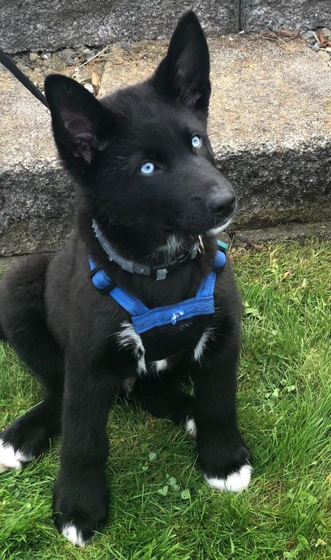 Black Dog With Blue Eyes, Black Husky, Akita Puppies, Black Dogs, Really Cute Dogs, Pretty Dogs, Super Cute Animals, Pretty Animals, Cute Animals Images