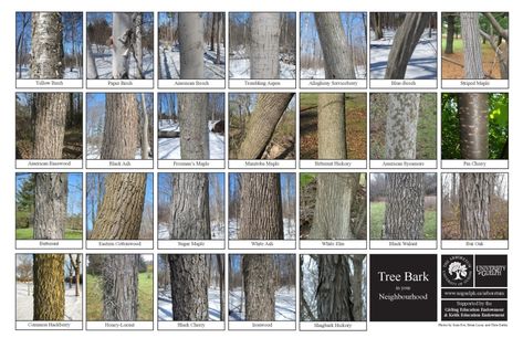 Biodiversity Identification Sheets: A fun way to learn what is out there! | The Arboretum Bark Identification, Tree Identification Chart, Tree Bark Identification, Maple Tree Bark, Leaf Identification, Types Of Trees, Tree Bark Texture, Tree Id, Tree Identification