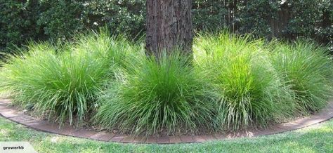 Lomandra Lime Tuff.  This is a great plant, could be used around the Crepe Myrtles by the front door/window and throughout the front yards. Evergreen Landscape Front Yard, Lomandra Longifolia, Ornamental Grass Landscape, Evergreen Landscape, Australian Native Garden, Grasses Landscaping, Australian Garden, Australian Native Plants, Native Garden