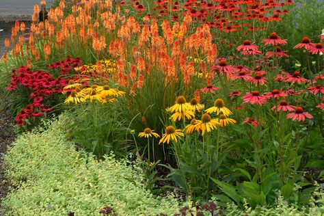 A blaze of hot pink and yellow coneflowers adds a vivid contrast to orange sherbet-shaded kniphofia in this medley of midsummer color. (Courtesy Terra Nova Nurseries) Hot Color Garden, Red Yellow Orange Flower Garden, Pink And Yellow Garden, Perennials Low Maintenance, Hot Colors, Full Sun Perennials, Orange Garden, Terra Nova, Orange Sherbet