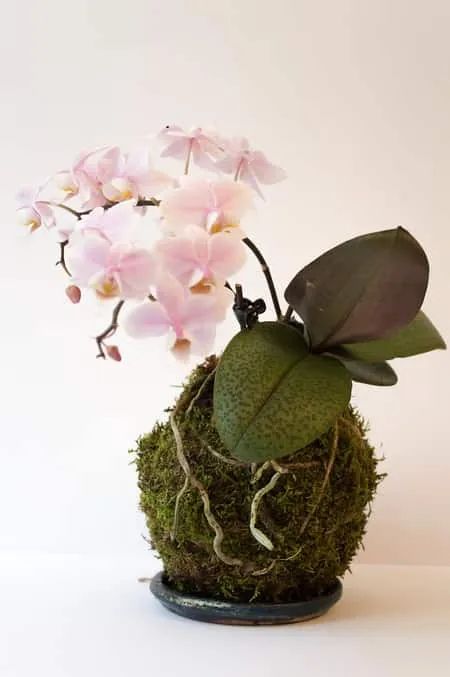 DIY Orchid Kokedama Floral Design: 7 Easy Steps - Orchideria Orchid Kokedama, Orchid Display, Diy Orchids, String Garden, Orchids Garden, Orchid Arrangements, Moss Garden, Phalaenopsis Orchid, Orchid Care