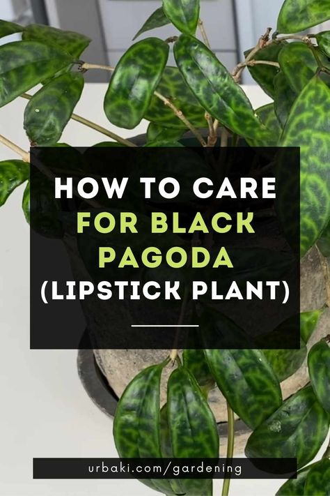 Black Pagoda Lipstick Plant Care, Lipstick Plant Varieties, Black Pagoda Lipstick Plant, Classic Lipstick, Bright Red Flowers, Lipstick Plant, Asian Countries, Black Lipstick, Plant Information