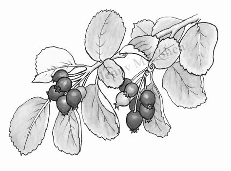 Saskatoon Berry Branch Tattoo, Berry Branch Tattoo, Berry Illustration, Saskatoon Berry, Berry Branch, Branch Tattoo, Fruit Art, Tattoo Inspo, Body Art