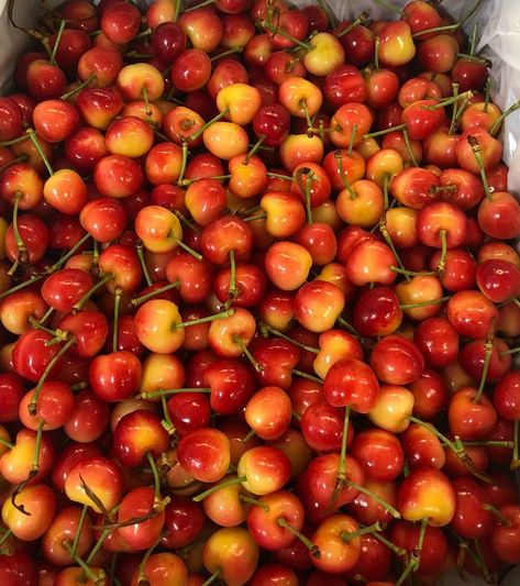 Rainier Cherries Rainier Cherries, Cherry Girl, Red Peppercorn, Pretty Things, Breakfast Recipes, Condiments, Cherry, Fruit, Drinks