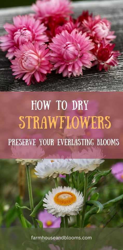 two pictures of strawflowers Flowers That Dry Well, Diy Dried Flowers, Best Flowers For Drying, Dried Straw Flowers Craft, Straw Flowers Craft, Dried Straw Flowers, Straw Flowers, Dried Strawflower Ideas, How To Dry Out Flowers