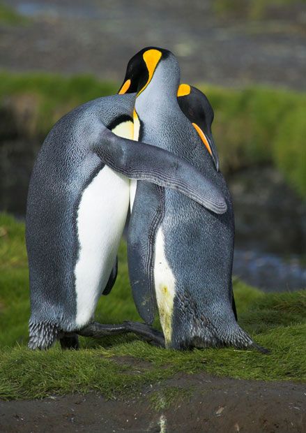 Pinguinos rey  abrazados Penguin Hug, King Penguin, Animal Planet, Animal Photo, 귀여운 동물, Animals Friends, Love Birds, Nature Pictures, Beautiful Creatures