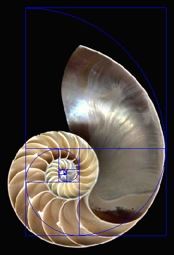 When a Fibonacci spiral is layed over the cross section of a shell, you see how perfectly they mirror each other. Golden Ratio In Nature, Fibonacci Sequence In Nature, Fibonacci Art, Fractals In Nature, Spirals In Nature, Divine Proportion, Shell Tattoos, Geometry In Nature, Golden Number