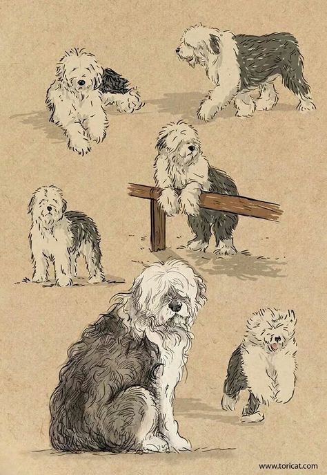 English Sheepdog Illustration, Sheepadoodle Drawing, Old Dog Drawing, Old English Sheepdog Drawing, Sheepdog Illustration, Dogs Sketch, Dog Draw, Dog Sketches, Old English Sheepdog Puppy