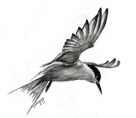 day 1/30: "Arctic tern" Photo credit Chris Allsebrook Artic Tern Tattoo, Arctic Tern Tattoo, Tern Tattoo, Arctic Tern, Cool Tattoo Drawings, Bird Tattoos, Wing Tattoo, Funny Random, Drawing Easy