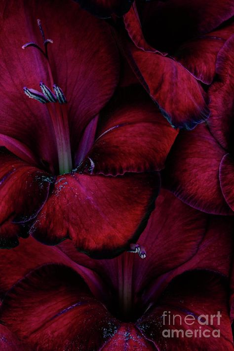 red gladioli ann garrett Scarlet Color Aesthetic, Maroon Flowers Aesthetic, Burgundy Flowers Aesthetic, Crimson Flowers Aesthetic, Dark Red Flowers Wallpaper, Burgundy Aesthetic, Berry Berry, I See Red, Shades Of Burgundy