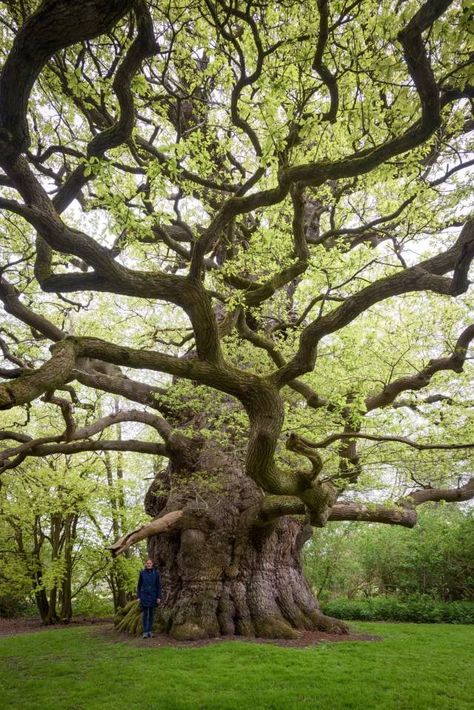 Old Facebook, Weird Trees, Wonderful Nature, Live Oak Trees, Old Oak Tree, Old Trees, Unusual Plants, Ancient Tree, Tree Photography