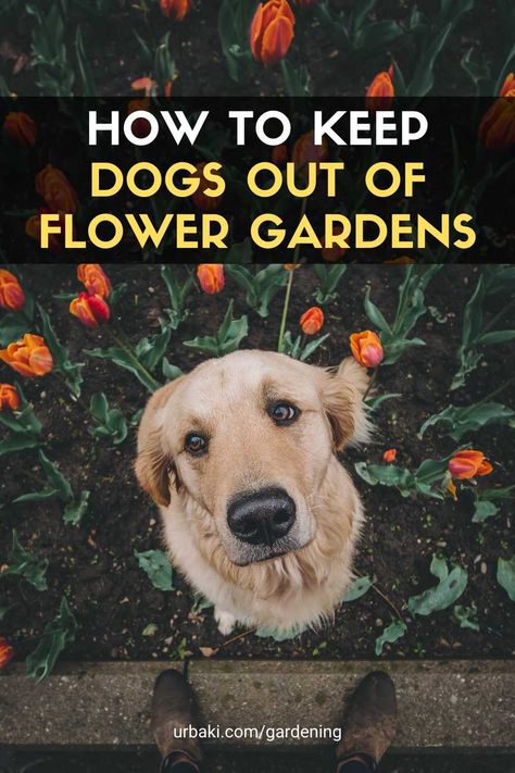 Flower Bed Fence Ideas To Keep Dogs Out, Fence To Keep Dogs Out Of Flower Bed, Dog Friendly Flower Beds, Dog Safe Flower Garden, Keeping Dogs Out Of Garden, Dog Proof Garden Beds, Plants That Repel Dogs, How To Keep Dogs Out Of Garden, Keeping Dogs Out Of Flower Beds