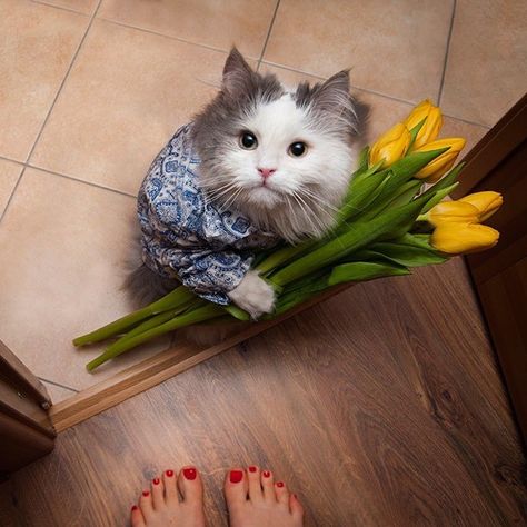 A Cat, Tulips, Yellow, Flowers