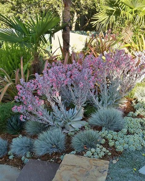 Festuca Glauca, Landscape Backyard, Blue Fescue, Succulent Landscape Design, Native Gardens, Greenhouse Garden, Succulent Gardens, Chicago Botanic Garden, Gardening Inspiration