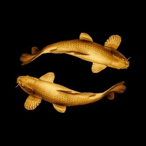 2 Golden Fish Wallpaper, Chinese Lucky Wallpaper, Golden Fish Wallpaper, Fish Wallpaper Iphone, Editor Logo, Black Goldfish, Photo Editor Logo, Muharram Wallpaper, Fish Images