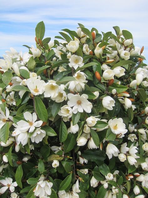 Fairy Magnolias make a great hedge plant Fairy Magnolia, Magnolia Tree Landscaping, Magnolia Bush, Evergreen Magnolia, Specimen Trees, Low Light Plants, Magnolia Trees, Edible Plants, Deciduous Trees