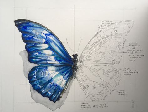 Butterfly Wing Drawing, Surrealism Butterfly, Butterfly Process, Sketching Supplies, Butterfly Art Drawing, Butterfly Sketch, Butterfly Project, Butterfly Art Painting, Wings Drawing