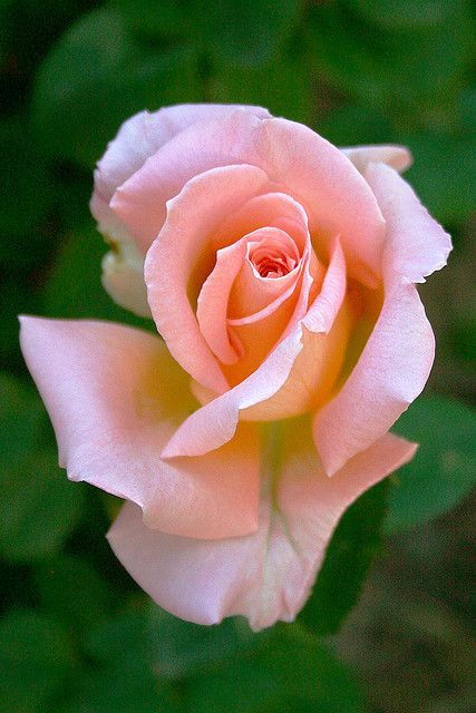 Rose Reference, Spring Roses, Open Rose, Coming Up Roses, Colorful Roses, Hybrid Tea Roses, Pretty Roses, Beautiful Rose Flowers, Flower Beauty