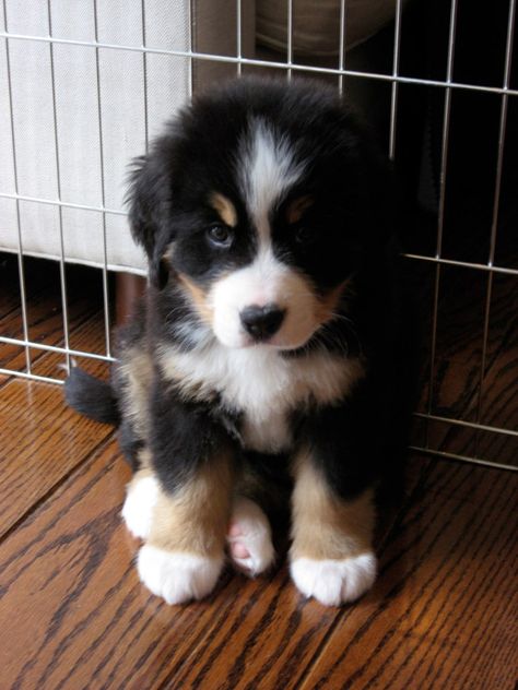 Bernese Mountain pup my <3 is melting! Now if only I can find this cute puppy in a pound to rescue! Bernese Mountain, Bernese Mountain Dog, Mountain Dogs, Cute Creatures, Newfoundland, Baby Dogs, Great Dane, Doberman, 귀여운 동물