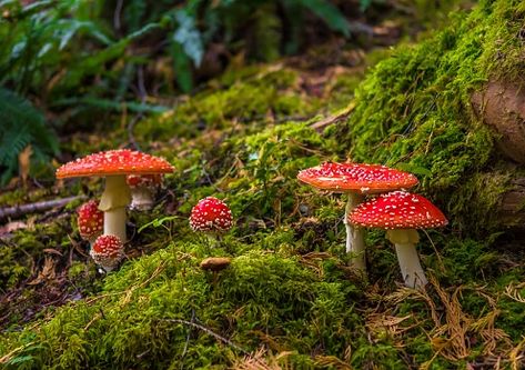 Mossy Mushroom Forest, Taxonomic Classification, Forest Ground, Cottagecore Pattern, Benefits Of Mushrooms, Mossy Forest, Amanita Muscaria, Fly Agaric, Mushroom Forest