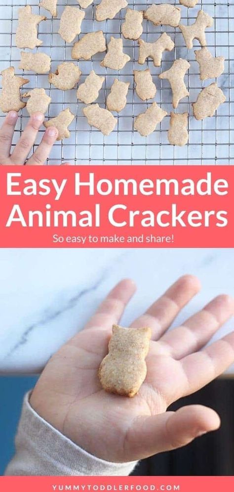 With just a few simple ingredients and a crazy easy method, this Animal Crackers recipe is a favorite kids snack to make and share. #animalcrackers #crackersforkids #toddlerfood #kidsfood #toddlersnack Animal Crackers Recipe, Animal Cookies Recipe, Snack To Make, Crackers Recipe, Homemade Crackers, No Calorie Snacks, Easy Sugar Cookies, Snacks To Make, Cracker Recipes