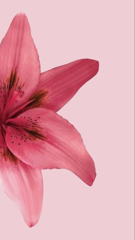 Lockscreen Flower, Tulip Flower Pictures, Flower Lockscreen, Inspo Wallpaper, Zestaw Ikon, Look Wallpaper, Simple Phone Wallpapers, Iphone Wallpaper Photos, Iphone Wallpaper Themes