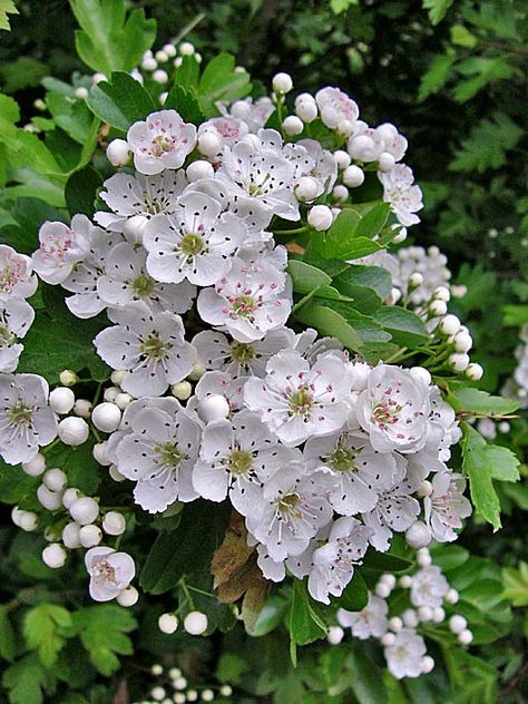 may blossom Hawthorne Flower, Floral Palette, May Birth Flowers, Hawthorn Tree, Dainty Flowers, Flower Inspiration, Flower Fairies, White Gardens, May Flowers