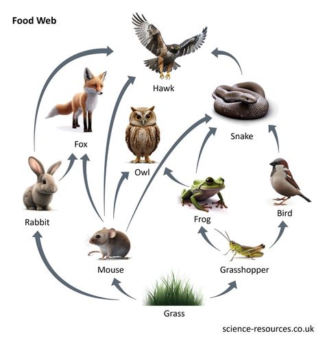 Food web Food Web Drawing, Food Webs Projects, Simple Food Chain, Trophic Level, Arrow Show, Living Organisms, Food Chains, Food Web, Human Activity