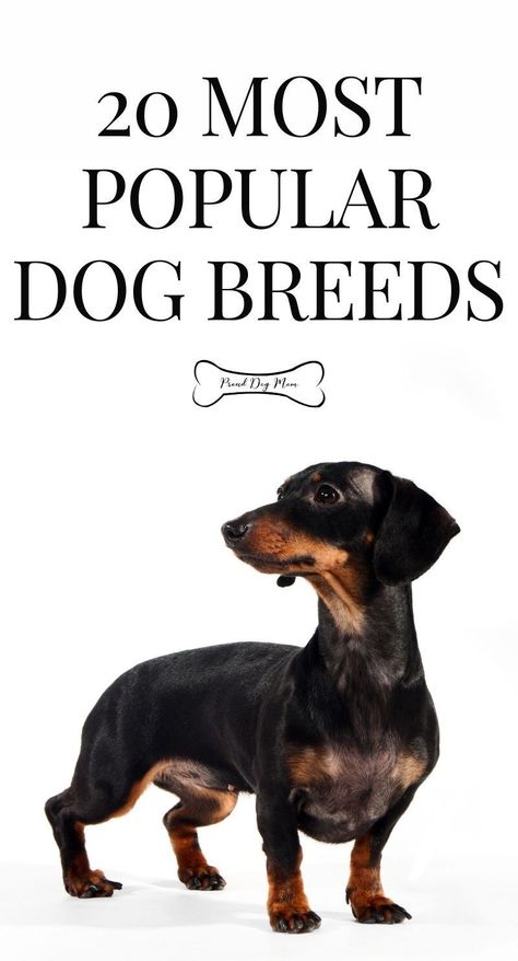 All Dog Breeds List, 57 Dog Breeds, Breeding Business, Dog Breeding Business, Dog Breeds Chart, Medium Dog Breeds, Cute Dog Breeds, Domesticated Animals, Types Of Dogs Breeds