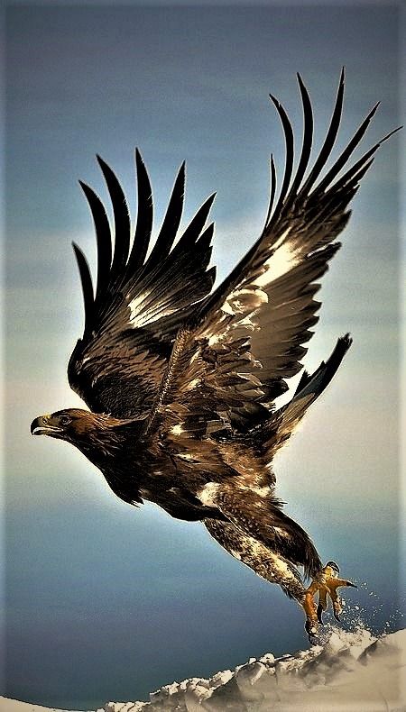 Golden Eagle takes Flight. Raptors Bird, Eagle Flying, Eagle Images, Eagle Pictures, Eagle Art, Bird Wings, Majestic Animals, An Eagle, Exotic Birds