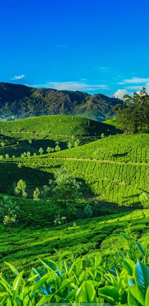 Wayanad is more than just tea garden Travel Pictures Poses, Quotes About Photography, Garden Photography, Darjeeling, Beautiful Locations Nature, Tea Garden, Aerial Photo, Garden Photos, Alam Yang Indah