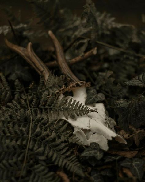 Ryncore Aesthetic, Feral Animal Aesthetic, Woodland Fae Aesthetic, Druid Aesthetic Dark, Warm Earthy Aesthetic, Jackalope Aesthetic, Bones In Forest, Deer Skull Aesthetic, Dark Folklore Aesthetic