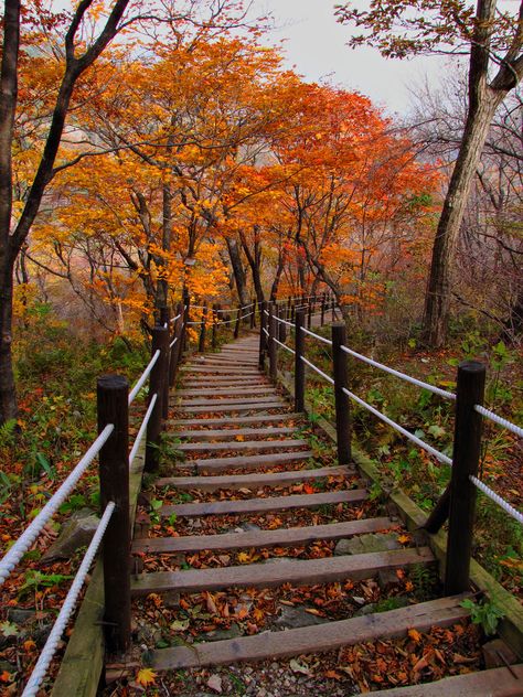 Fall leaves on the path to Baemsagol valley in Jirisan National Park in South Korea. Dream Photo, Walkways Paths, Korea Seoul, Korea Travel, Romantic Places, Fall Foliage, Fall Leaves, Places Around The World, Scenic Views