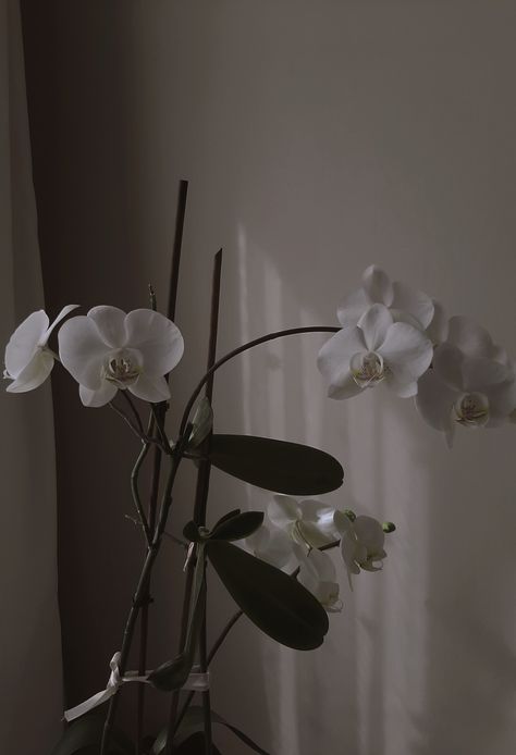 Dark Orchid Aesthetic, Orchids Wallpaper Aesthetic, Orchid Aesthetic Flower, Black Orchid Aesthetic, Black And White Aesthetic Flowers, White Orchid Aesthetic, Medina Core, Orchids Aesthetic, Pure White Wallpaper