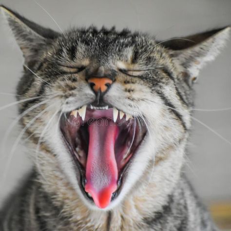 Cat With Mouth Open Drawing, Cat Mouth Reference, Cat Open Mouth Drawing, Guggle Jug, Yawning Reference, Cat Mouth Open, Yawning Drawing Reference, Cat Open Mouth, Cats Yawning