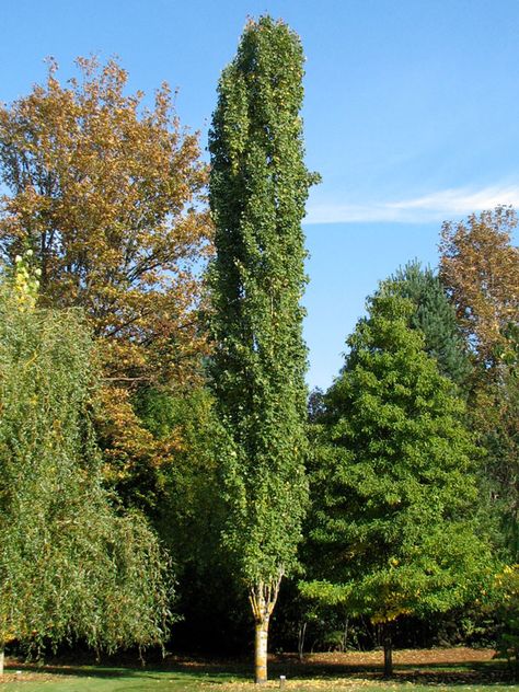 Swedish Columnar Aspen Tree, Swedish Columnar Aspen, Lombardy Poplar, Quaking Aspen, Columnar Trees, Aspen Trees, Shade Trees, Enchanted Garden, Flower Branch