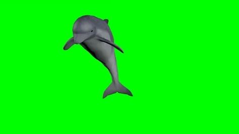 Animated Dolphin Swimming On A Green Screen Background #AD ,#Swimming#Dolphin#Background#Animated Dolphin Gif Animation, Dolphin Jumping Out Of Water Drawing, Dolphins Swimming Video, Dolphin Jumping Out Of Water Rainbow, Dolphin Meme, Green Screen Backgrounds, Merchandise Design, Dolphins, Stock Footage