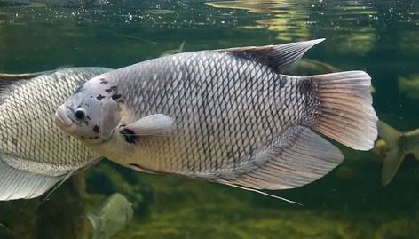 18 Most Beautiful Gourami Fish and How to Care for Them - Fishkeeping World Giant Gourami, Gourami Fish, Peaceful Nature, Fish Care, Freshwater Fish, A A, Animals And Pets, Fish Pet, Most Beautiful