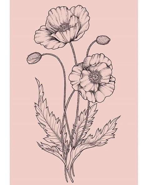 Reposting @bydiminou: #illustration #artstagram #art #instaart #sketchbook #blackandwhite #flower #tattoo #tattoodesign #poppy Poppies Sketch, Poppy Flower Sketch, Poppy Botanical Illustration, Poppy Flower Tattoo Design, Poppy Flower Drawing, Fleurs Art Nouveau, Poppy Flower Tattoo, Flower Tattoo Drawings, Poppy Drawing