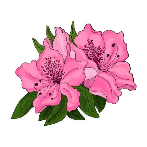 376 Azalea Bush Drawing Illustrations & Clip Art - iStock Flower Bush Drawing, Azalea Drawing, Azalea Tattoo, Free Flower Clipart, Bush Drawing, Bottle Paint, Azalea Bush, Flower Bush, Azalea Flower