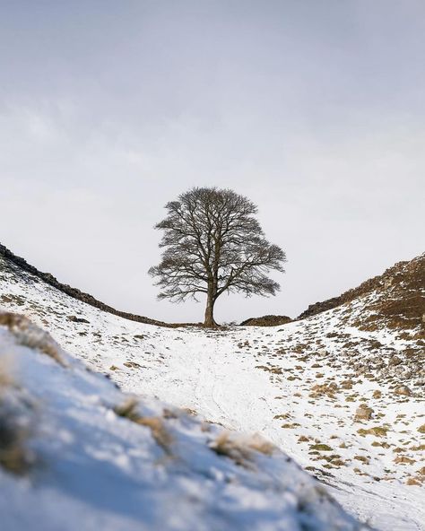 Northumberland 250 | Final call for Sycamore Gap submissions 🌳 Thank you to everyone who has submitted their images to feature in a special 'Remembering… | Instagram Sycamore Gap, Reference Photos, Gap, Trees, Thank You, Instagram, Art