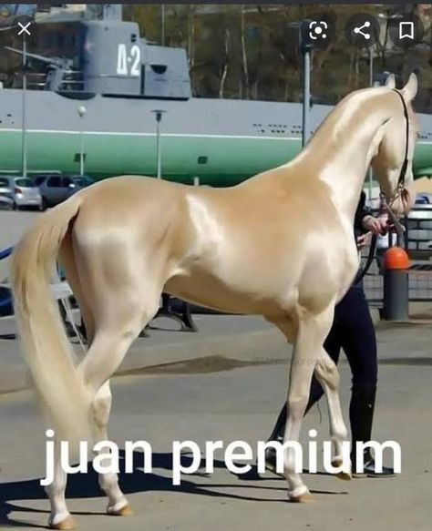 Juan Meme, Spanish Memes, Silly Animals, Reaction Pictures, Funny Cute, Funny Images, Really Funny, Just In Case, Funny Pictures