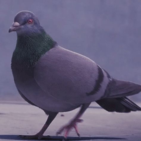 Animators Create Dancing Pigeon Strutting Along the Street in Fun Music Video Dancing Pigeon, Pigeon Dancing, Emotive Portraits, Rainforest Deforestation, Pet Pigeon, Harpy Eagle, Capuchin Monkey, Fun Music, Goth Look