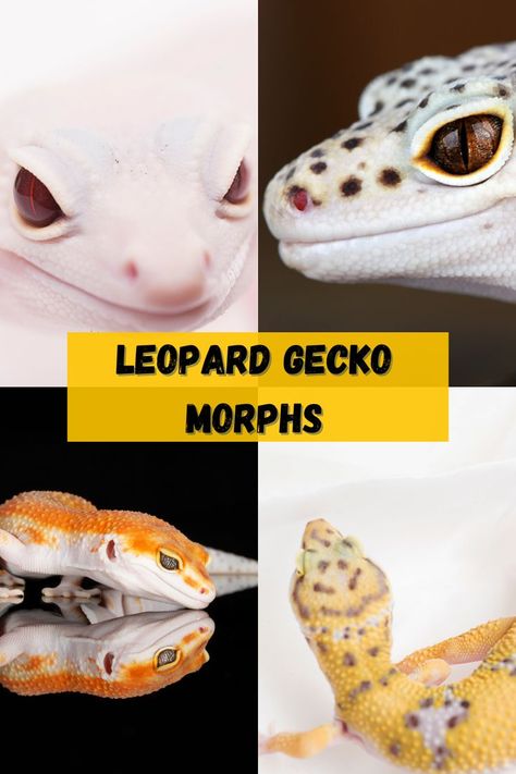 Leopard Gecko Morphs - What kind of morph breeds are there? There are a variety of leopard gecko morph breeds available. While the number of leopard gecko morphs number over 100, there are primary combinations of several key morphs and new morph combinations are being discovered - find out what they are and what they look like at leopardgeckohabitat.com Gecko Morphs, Leopard Gecko Habitat, Leopard Gecko Morphs, Leopard Gecko Care, Gecko Habitat, Reptile Care, Leopard Geckos, Reptile Enclosure, Cute Reptiles