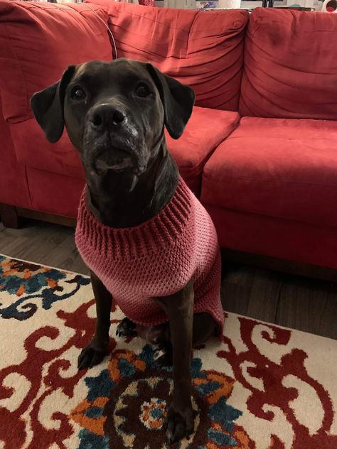 Crochet Dog Jersey Free Pattern, Dog Sweater Crochet, Crochet Dog Sweater Free Pattern, Pet Crochet, Crochet Pets, Doggie Clothes, Puppy Things, Large Dog Sweaters, Crochet Dog Clothes