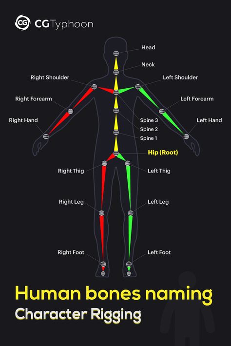 📌Human bones naming - Character rigging. #3d #lesson #modeling #3dtips #human #rigging #tips #tipsandtricks #topology #shape #faces #vertices #edges #cgtyphoon #cg #cgi #geometry #retopology #maya #blender #3dsmax #3dcoat #zbrush #modo Maya 3d Modeling, 3d Max Tutorial, 3d Rigging, Blender Character Modeling, Blender Character, 3d Topology, Maya Modeling, Modelling Tips, Blender Tips