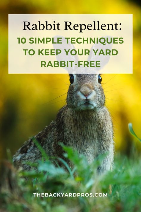 Learn ten simple and effective techniques to repel rabbits from your yard, providing a rabbit-free environment for your plants and outdoor space. Deer And Rabbit Repellent Homemade, Deter Rabbits From Garden Plants, How To Get Rid Of Rabbits In The Yard, Rabbit Repellant In The Garden, How To Keep Rabbits Out Of Garden, Rabbit Deterrent, Rose Bush Care, Rabbit Fence, Rabbit Repellent