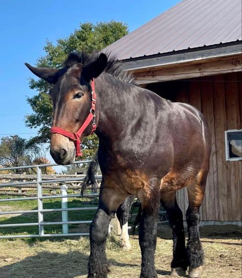 clydesdale mule Draft Mule, Mules Animal, Horses And Dogs, All The Pretty Horses, Equestrian Sports, Clydesdale, Draft Horses, Pretty Animals, Equine Art