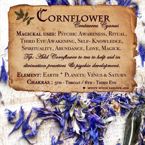 Herbs For Peace, Self Knowledge, Third Eye Awakening, Magickal Herbs, Witch Herbs, Olive Leaves, Magic Herbs, Magical Herbs, Dried Herbs